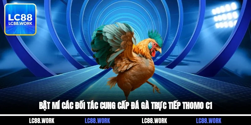 Bật mí các đối tác cung cấp đá gà trực tiếp thomo C1