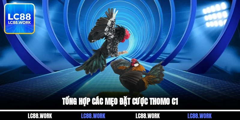 Tổng hợp các mẹo đặt cược thomo C1 